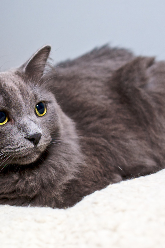 Красивый кот нибелунг