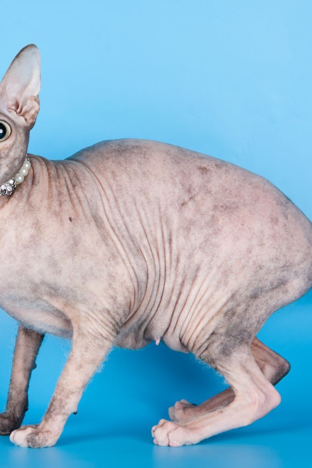 Красивый кот петерболд