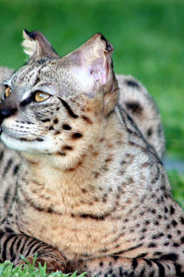 Красивая кошка саванна