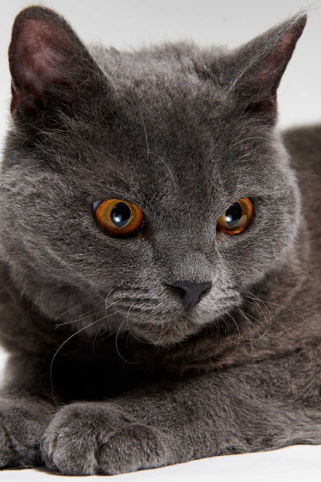 Красивый серый селкирк рекс