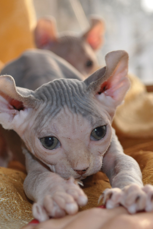 Красивый котенок минскин