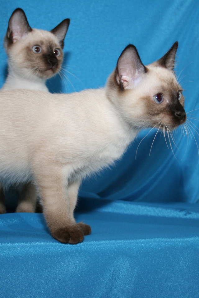 Красивые котята меконгский бобтейл