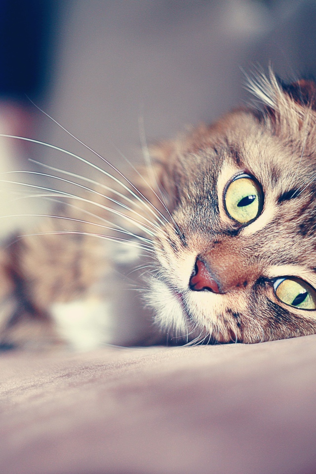 Большие глаза американского керла