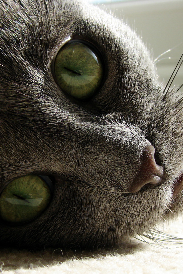 Большие глаза русской голубой кошки