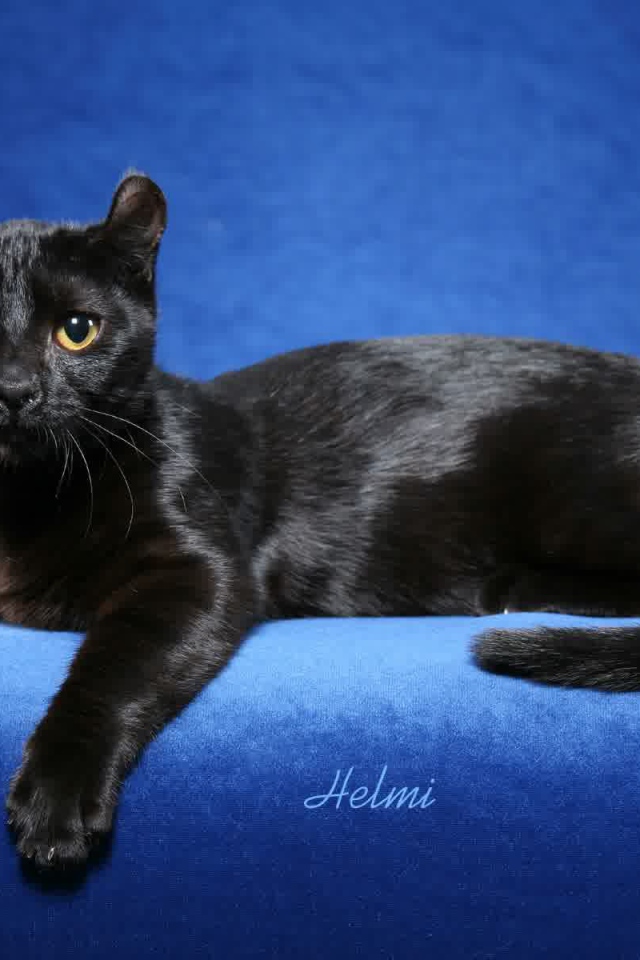 Черный американский керл