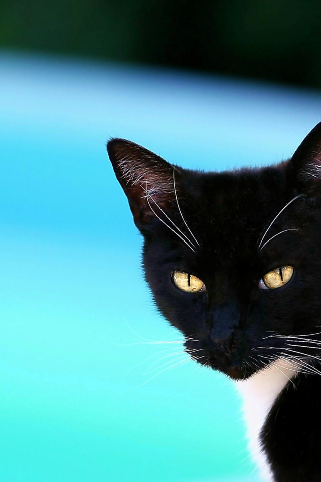 Черная американская короткошерстная кошка