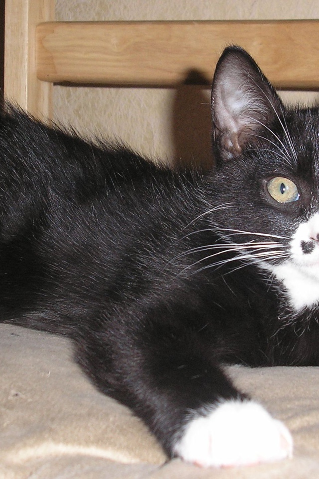 Черный курильский бобтейл