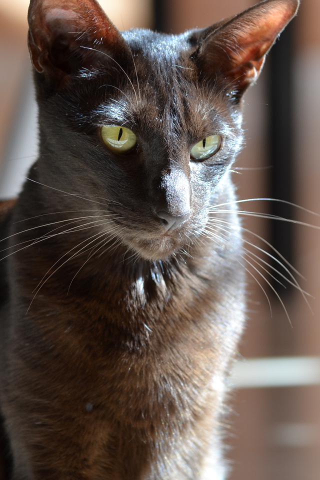 Черная ориентальная короткошерстная кошка