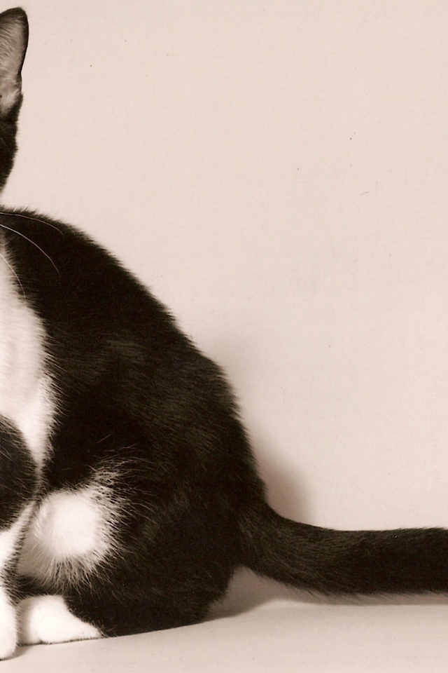 Черно белая американская короткошерстная кошка