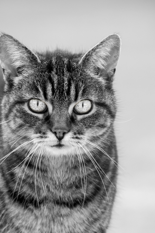 Черно белый кот