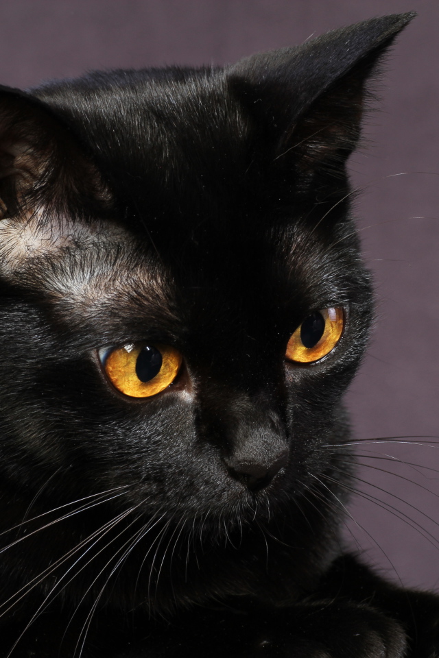 Черная бомбейская кошка