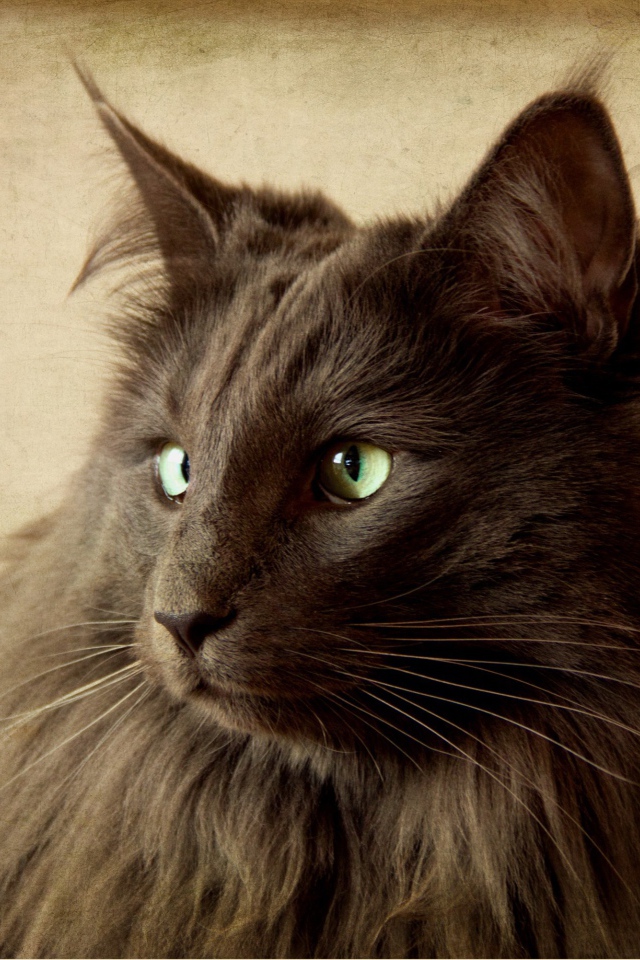 Черный кот нибелунг