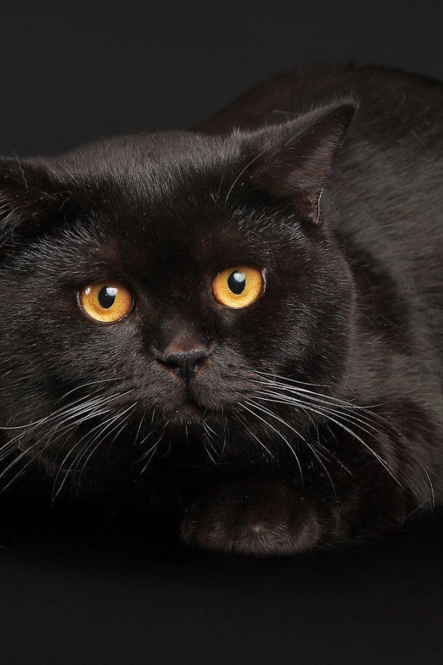 Черный кот с желтыми глазами