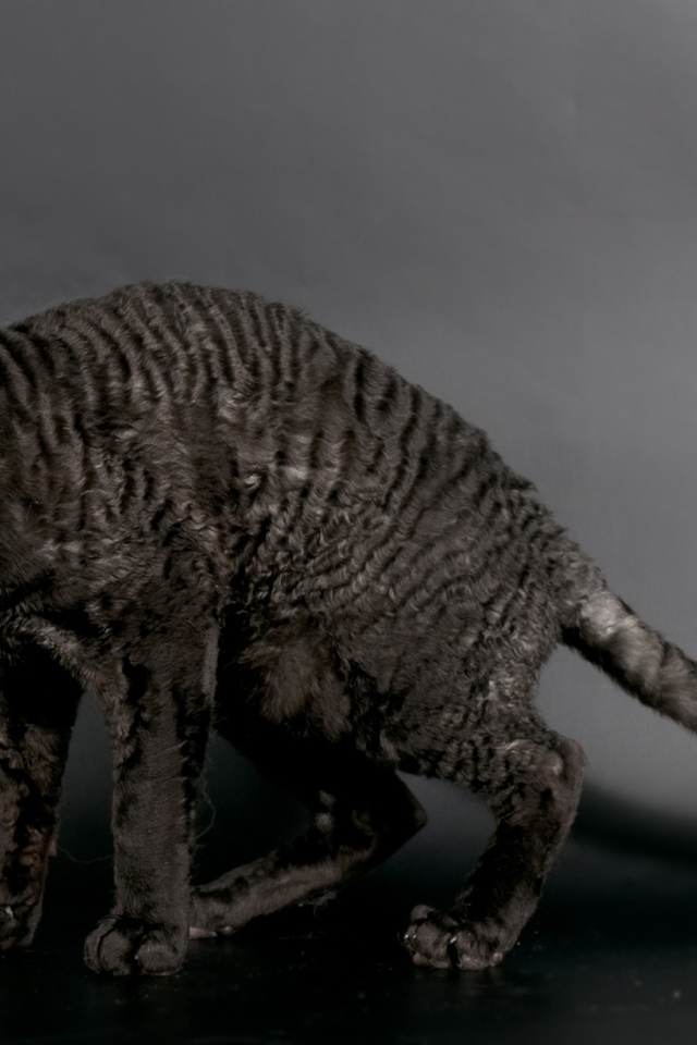 Черный корниш рекс