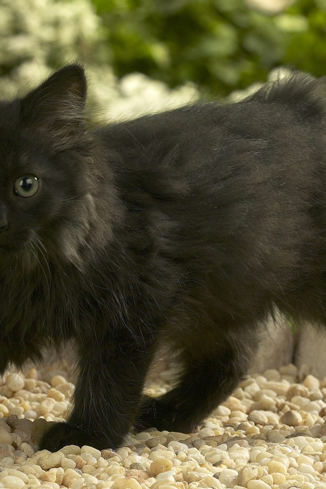Черный котенок норвежской лесной кошки