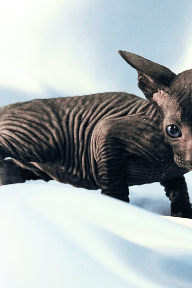 Черный котенок петерболд