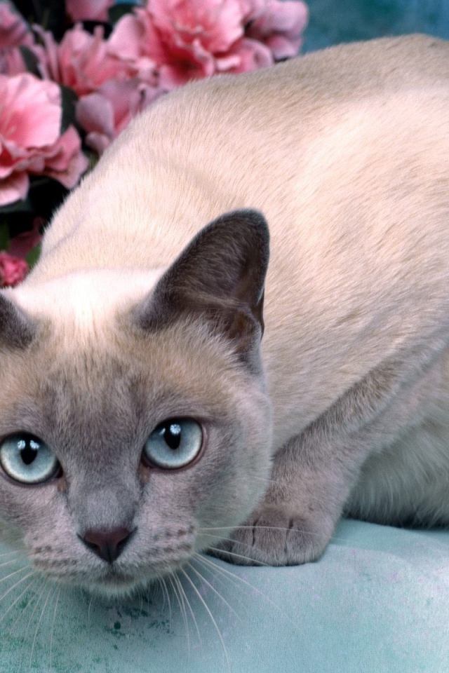 Голубоглазая тонкинская кошка