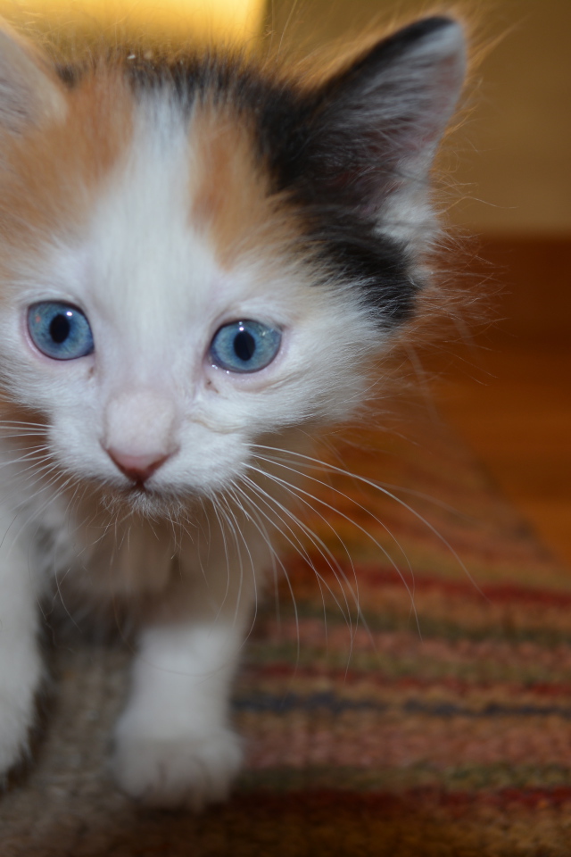 Blue-eyed kitten Japanese Bobtail