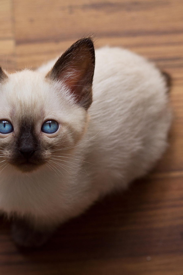 Голубоглазый котенок меконгский бобтейл