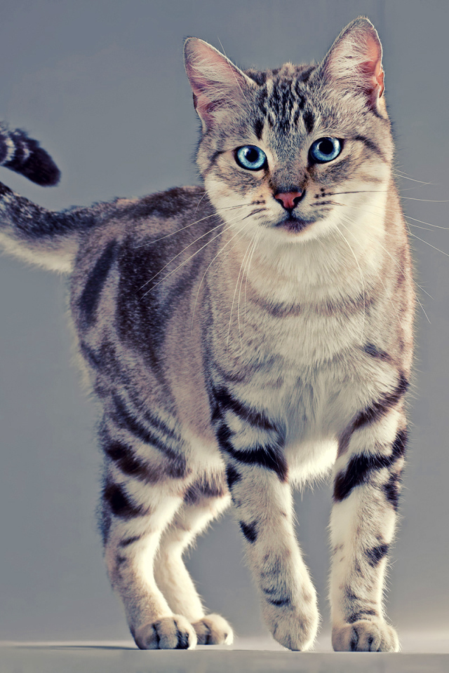 Голубоглазая американская жесткошерстная кошка