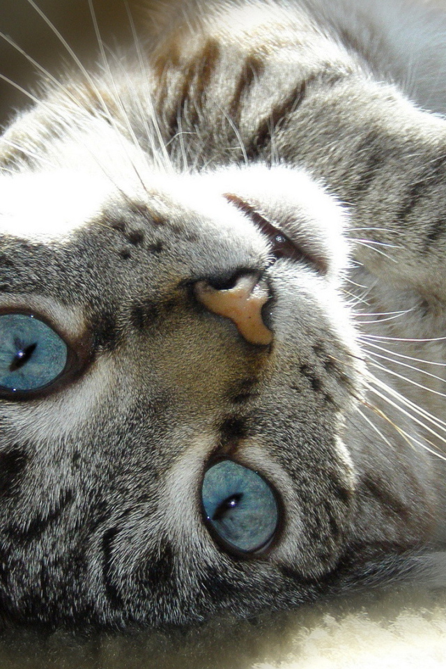 Голубые глаза у балийской кошки