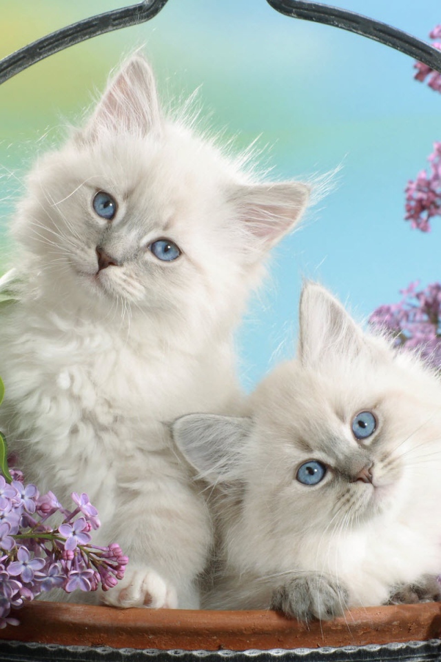 Голубоглазые котята