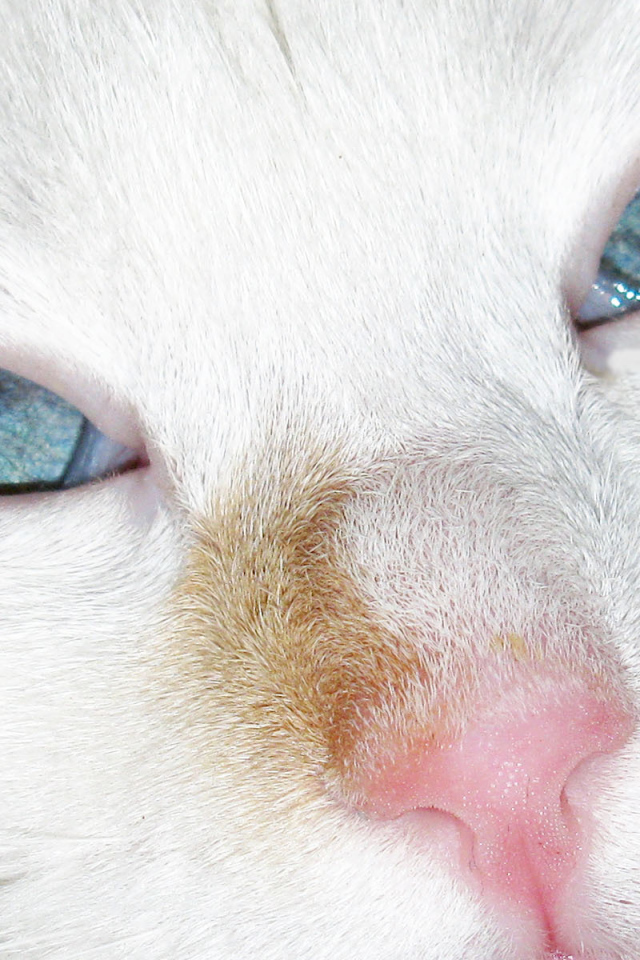 Голубые глаза турецкого вана