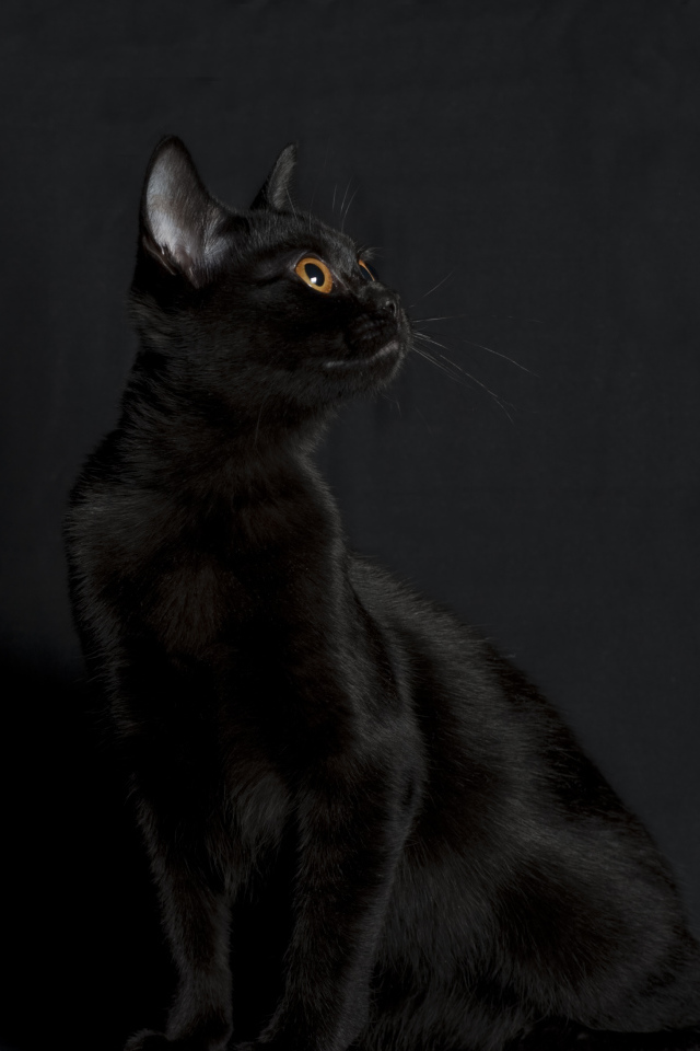 Черная бомбейская кошка на черном фоне