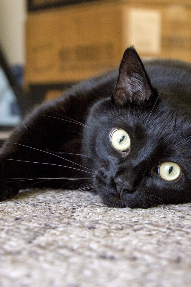 Бомбейская кошка лежит на полу