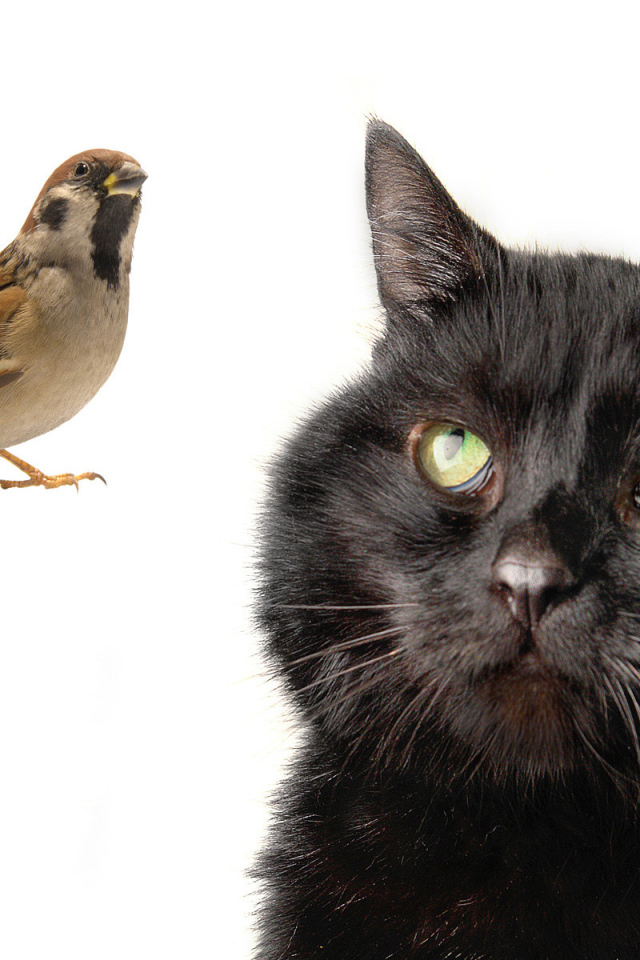 Бомбейская кошка смотрит на птичку