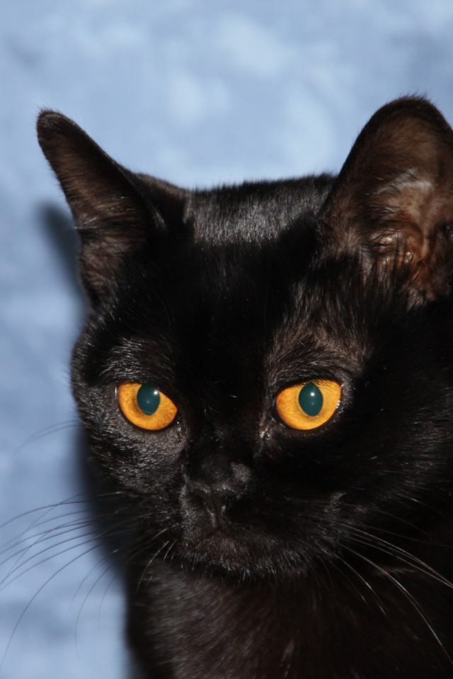 Бомбейская кошка на голубом фоне