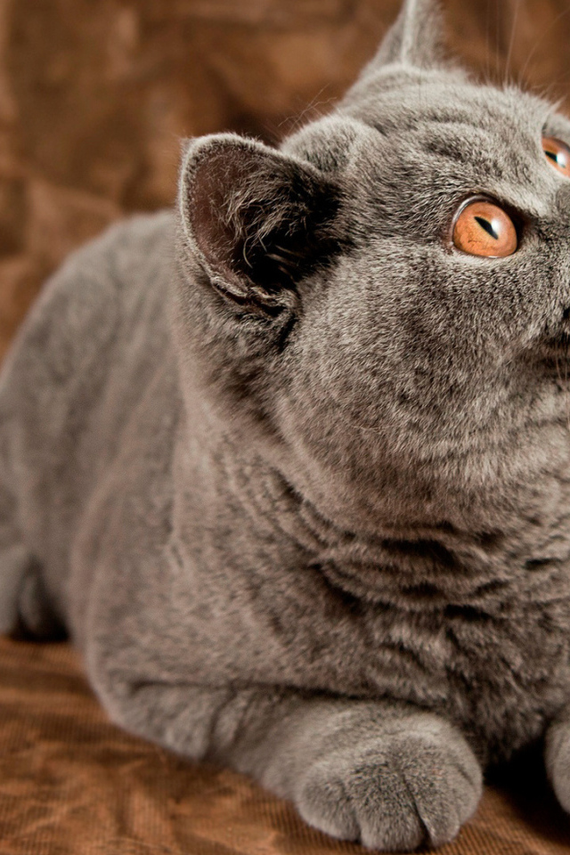 Порода британская длинношерстная кошка