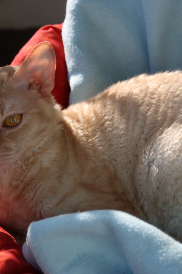 Порода немецкий рекс