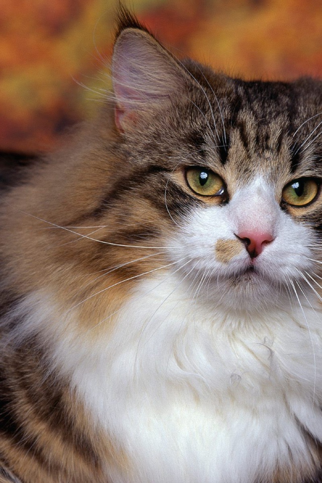 Порода норвежская лесная кошка