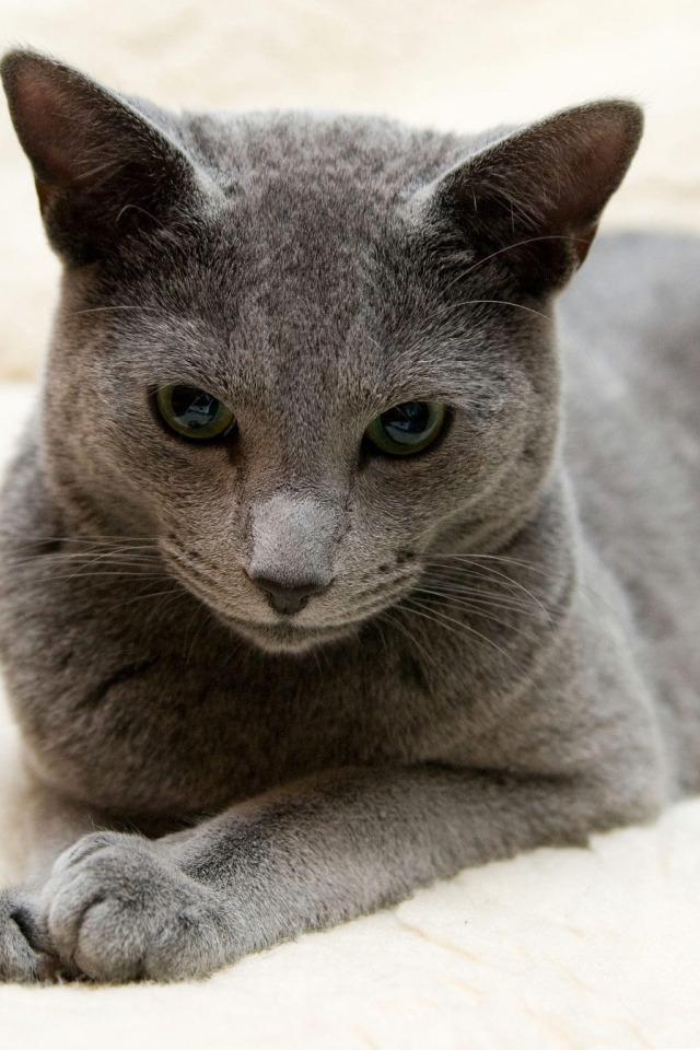 Порода русская голубая кошка