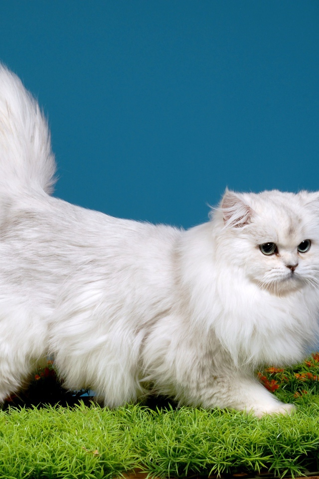 Светлая британская длинношерстная кошка