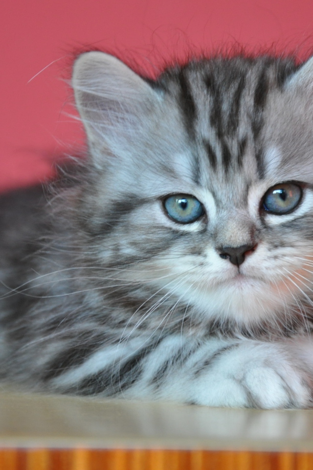 Котенок британской длинношерстной кошки