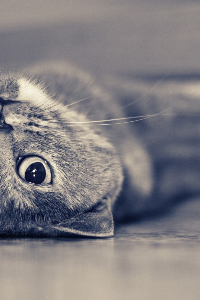 Британская короткошерстная кошка лежит на спине