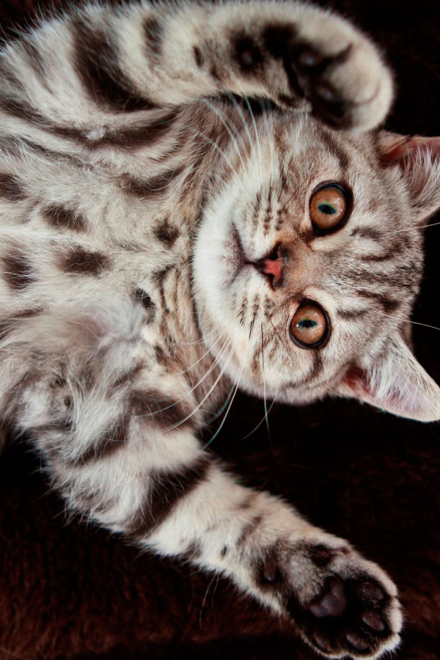 Котенок британской короткошерстной кошки на спине