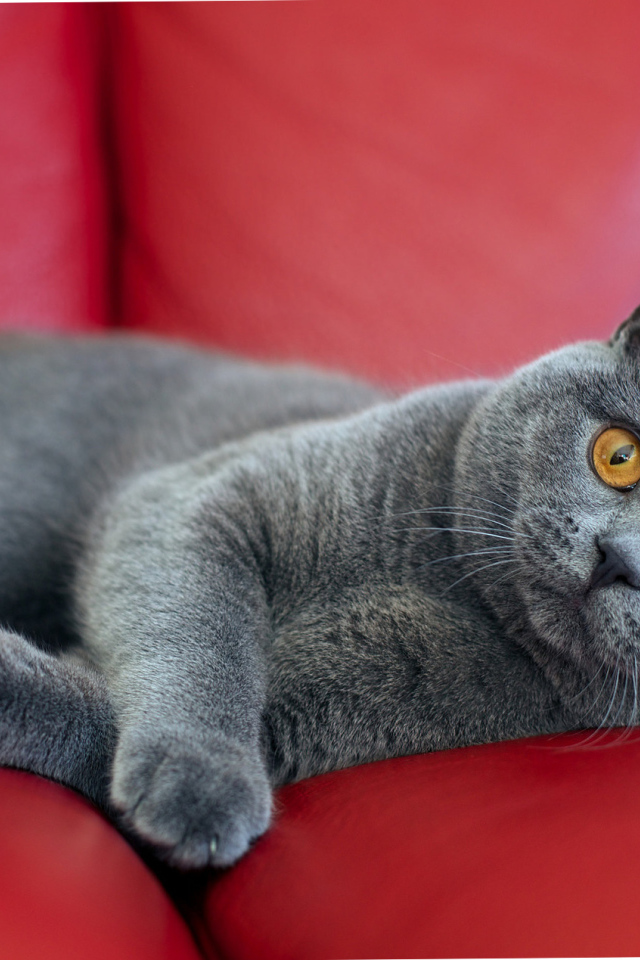 Британская короткошерстная кошка на диване