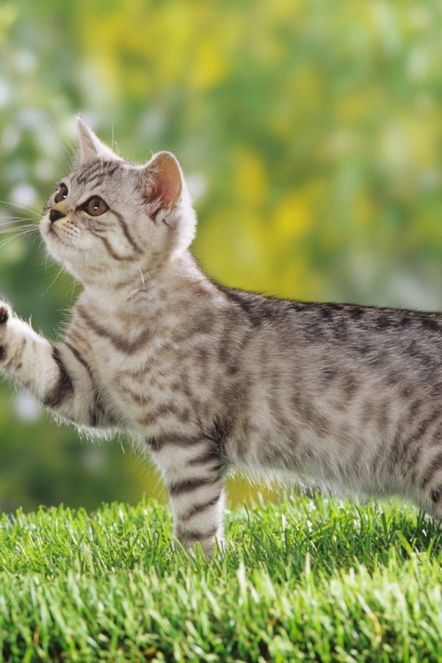 Британский короткошерстный котенок