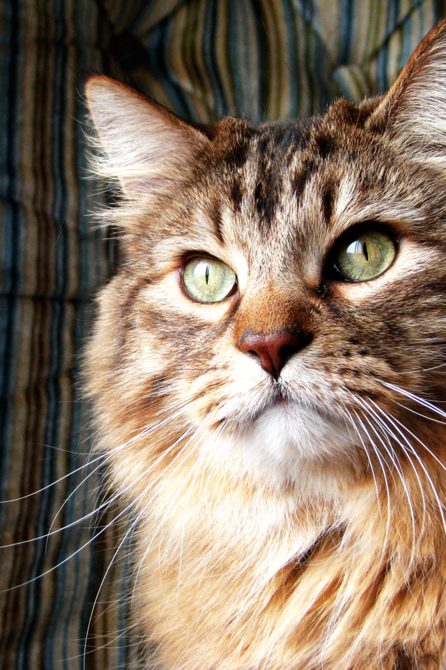 Коричневая норвежская лесная кошка