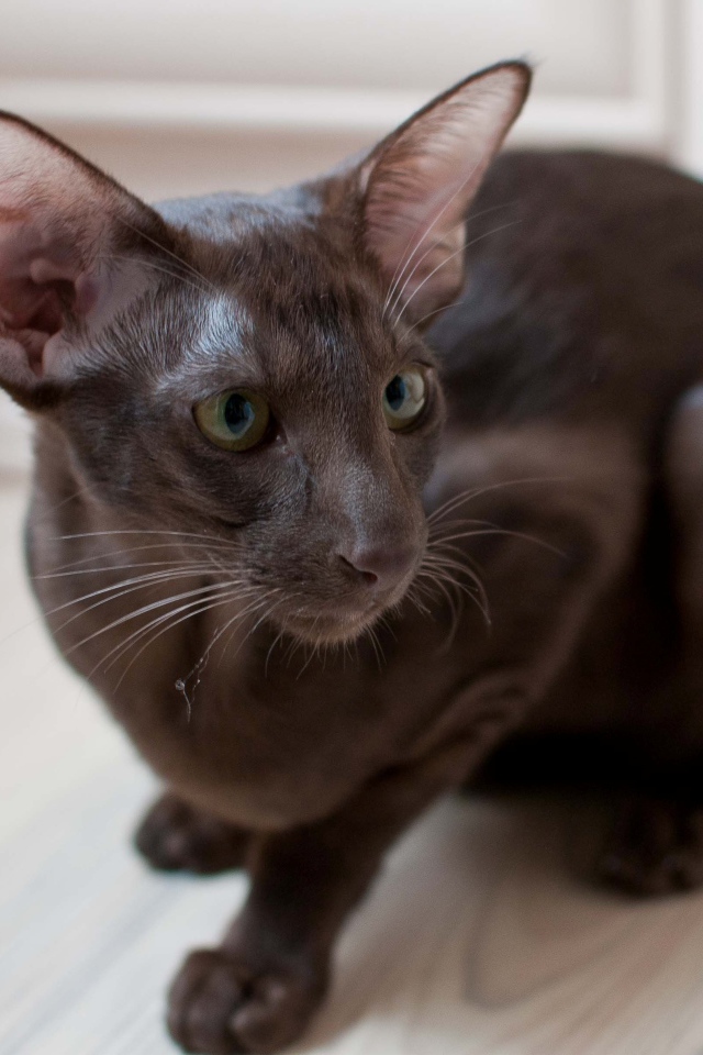 Коричневая ориентальная короткошерстная кошка