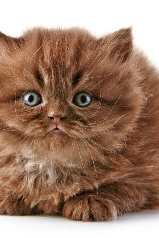 Коричневый котенок британской длинношерстной кошки