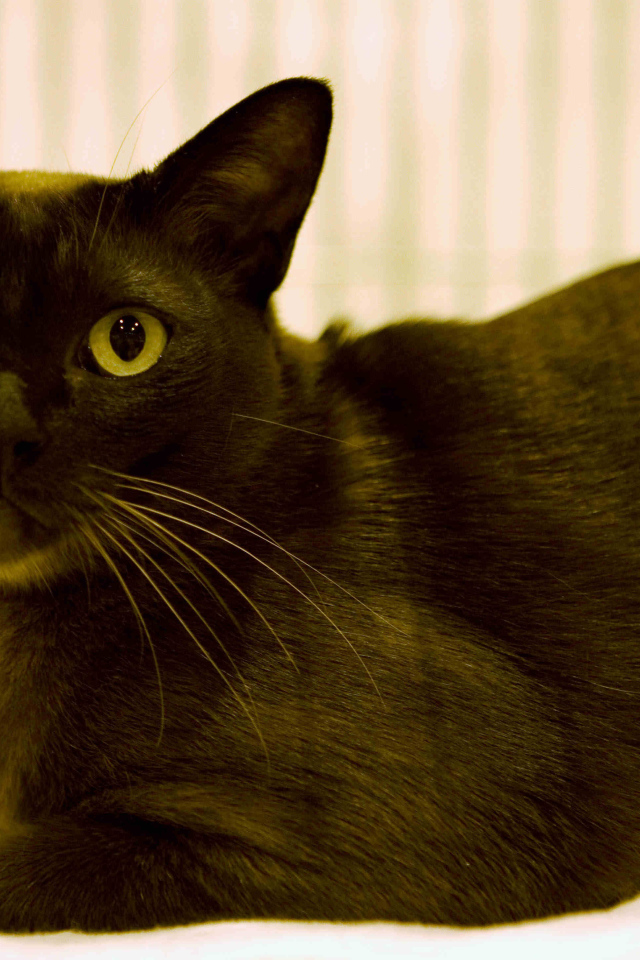 Порода бурманская кошка