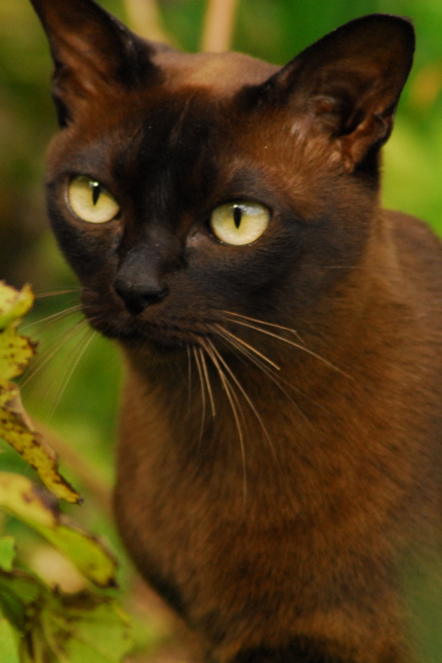 Бурманская кошка среди зелени