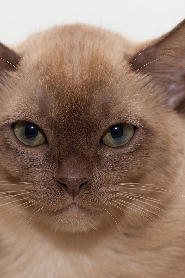 Котенок бурманской кошки