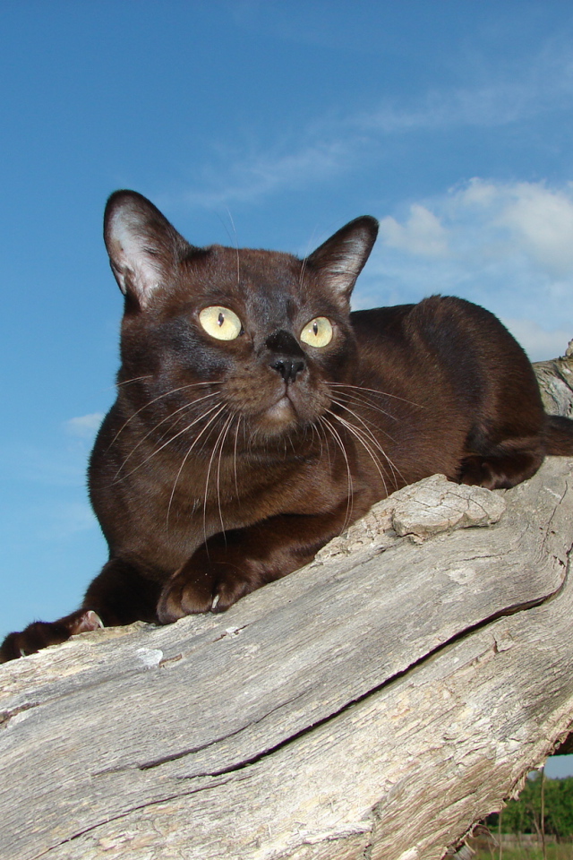 Бурманская кошка на сухом пне