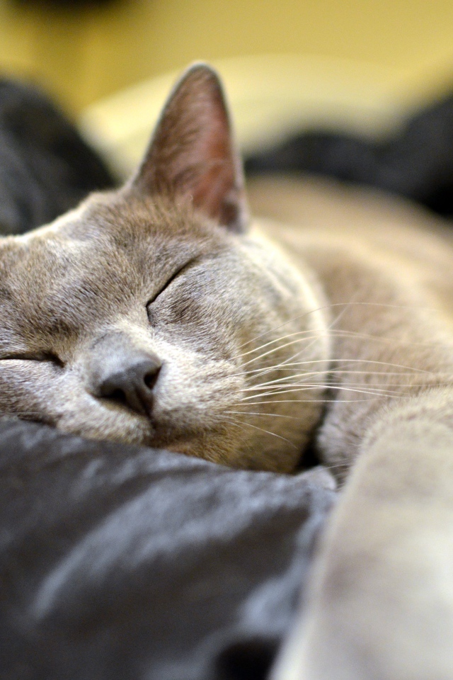 Бурманская кошка  спит