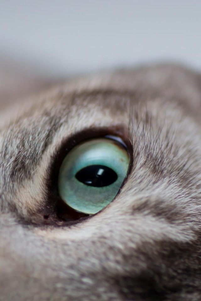 Глаза кошки бурмилла